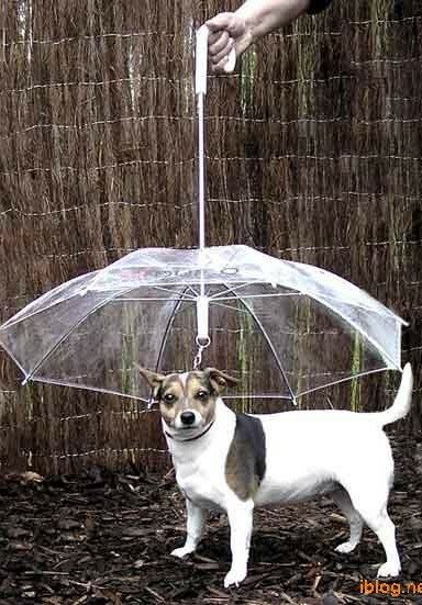 зонт от дождя